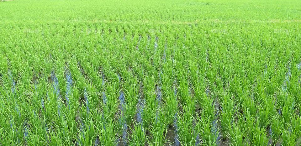 field. green field. rice.