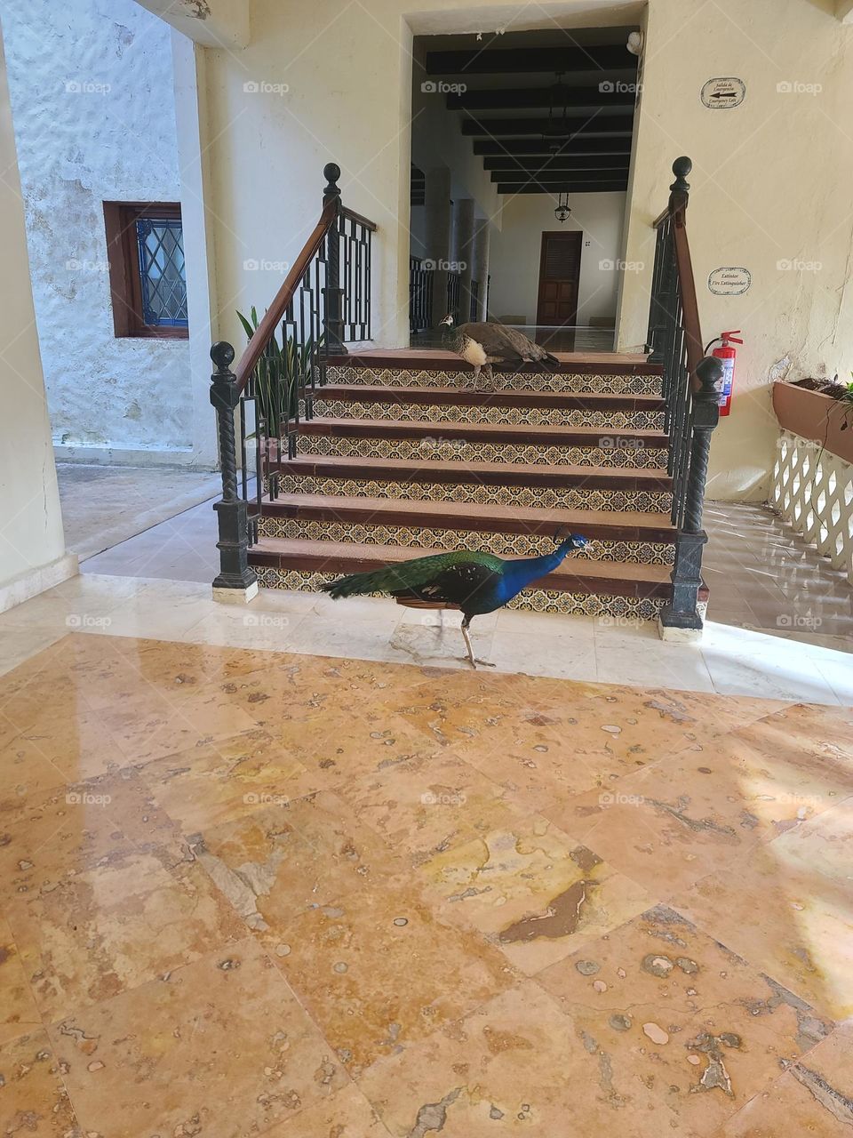 peacock in the house