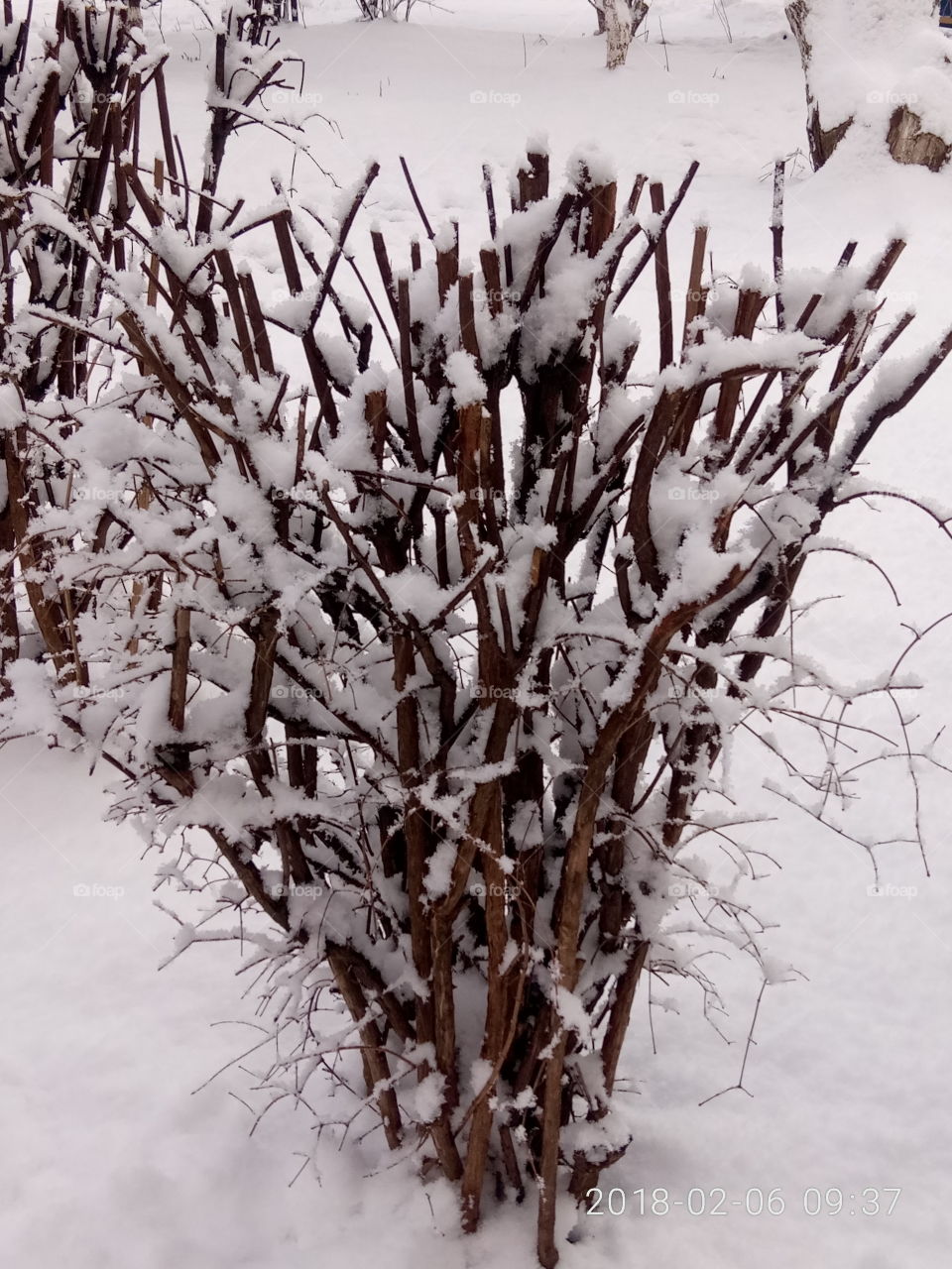 Winter, Snow, Frost, No Person, Cold