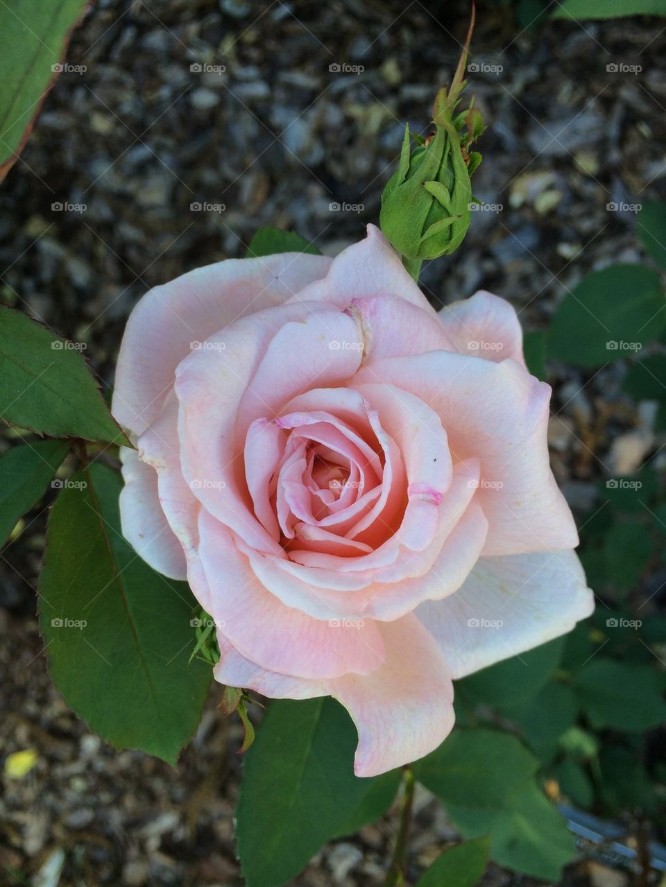 High angle view of rose