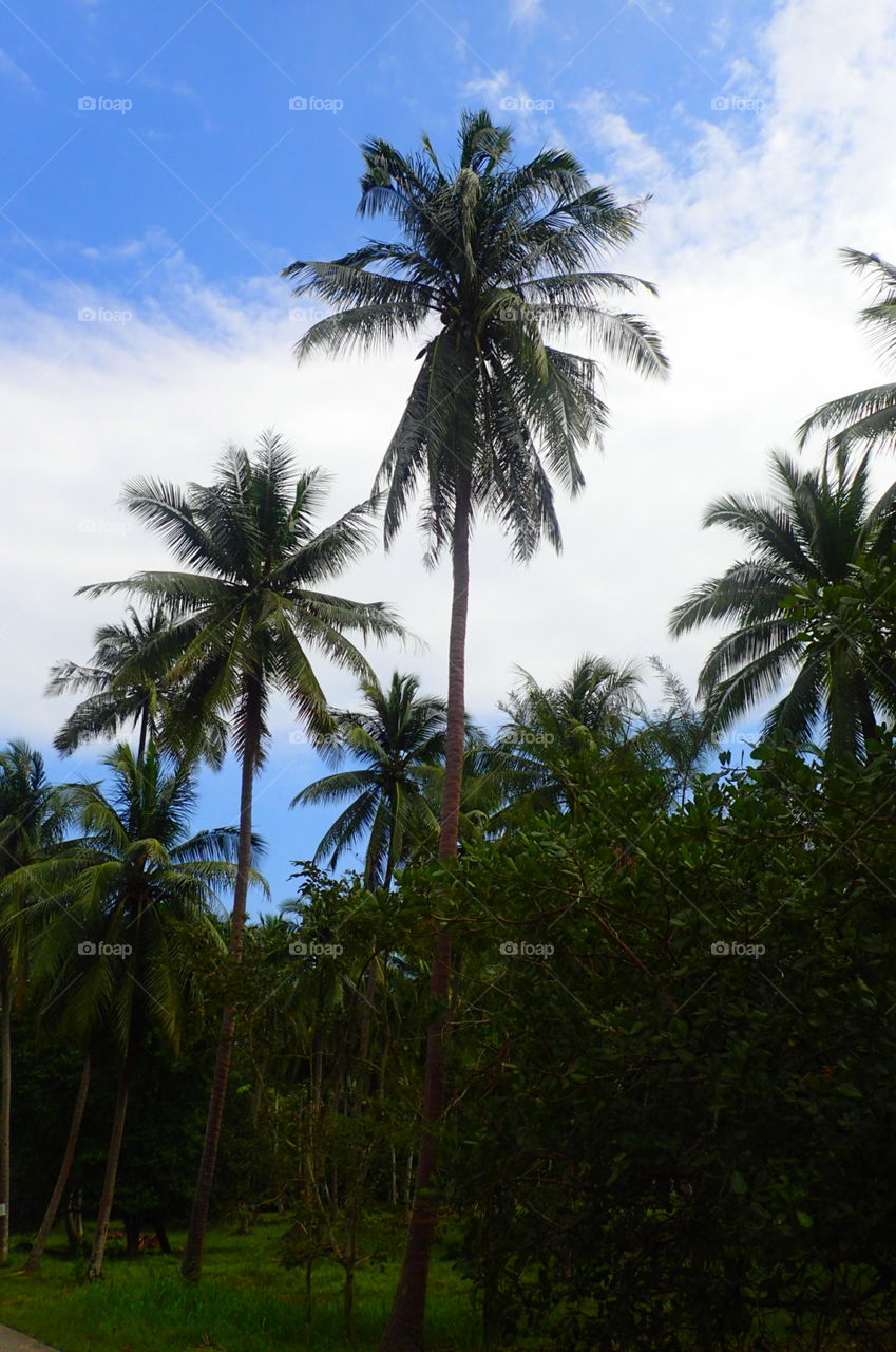 palm tree