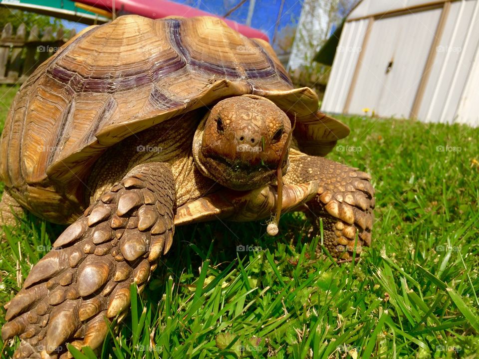 Gilligan the Tortoise, shows some leg!