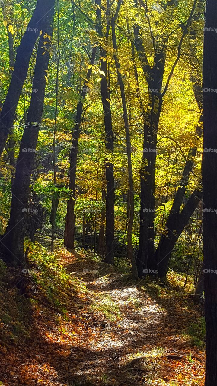 Woodland trail through the Autumn trees