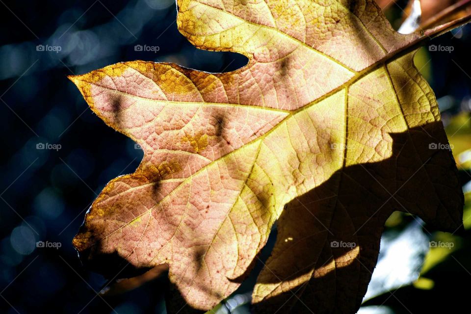 Close-up of dry leaf