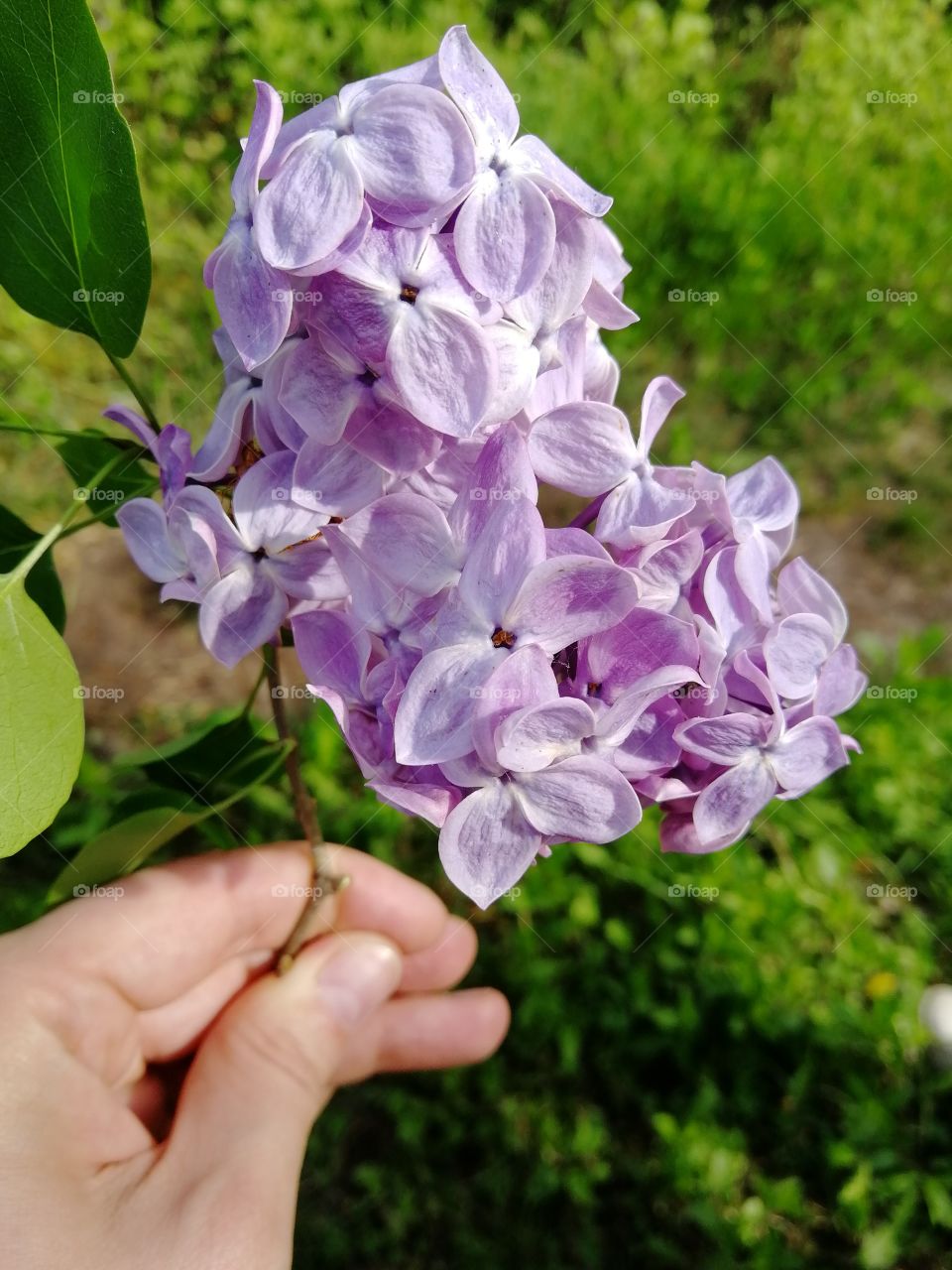 Purple lilac in hand