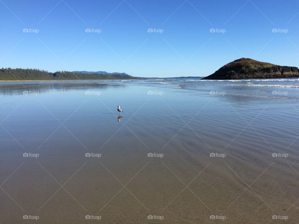 Tofino