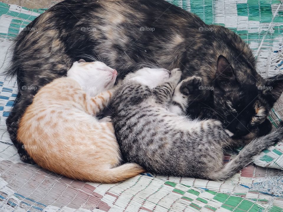 Cat family 🐱