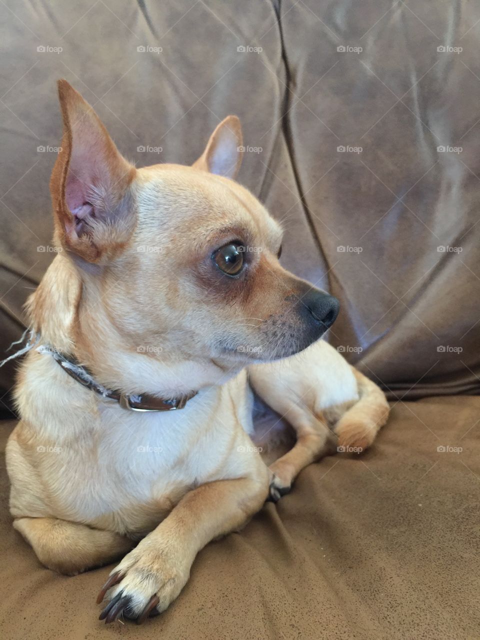 Chihuahua profile