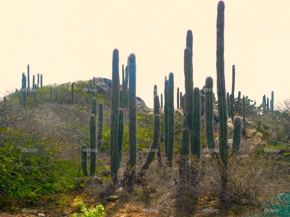 Cactus growing in desert