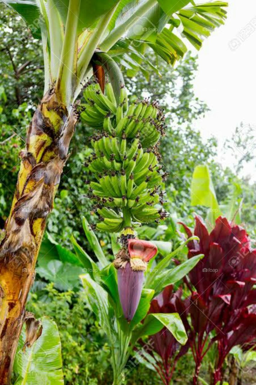 One of the most common tropical fruit trees grown in home gardens is the banana tree.