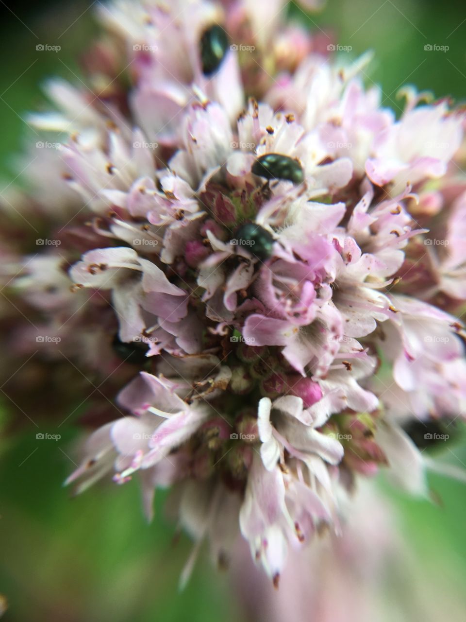 Beetles on flower cluster 