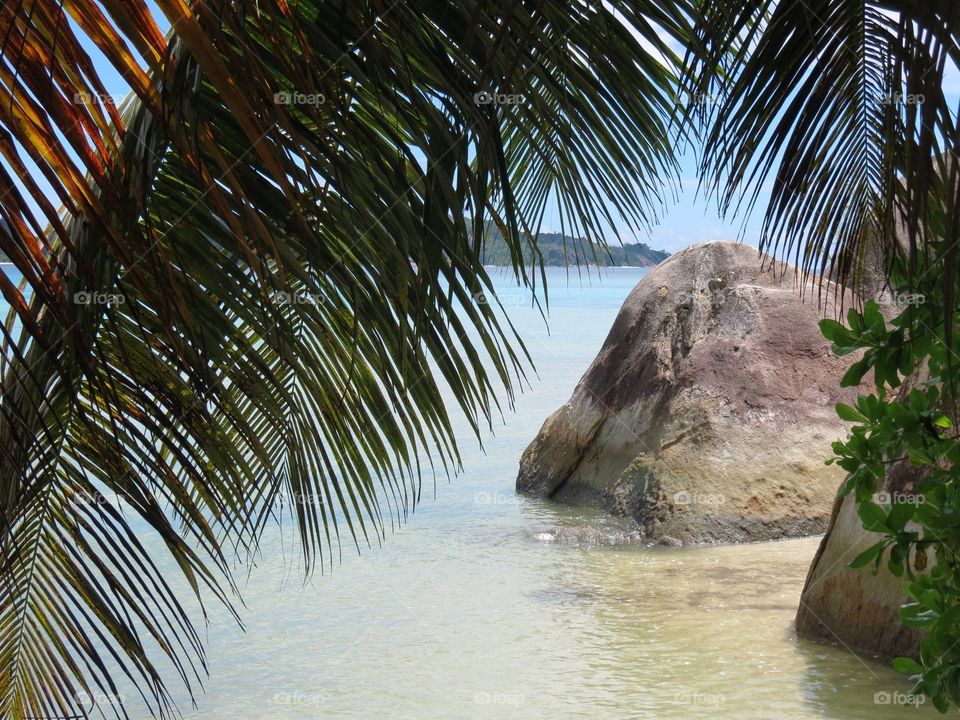 Close-up of palm tree