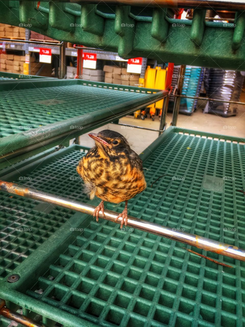 A Bird at Lowe’s