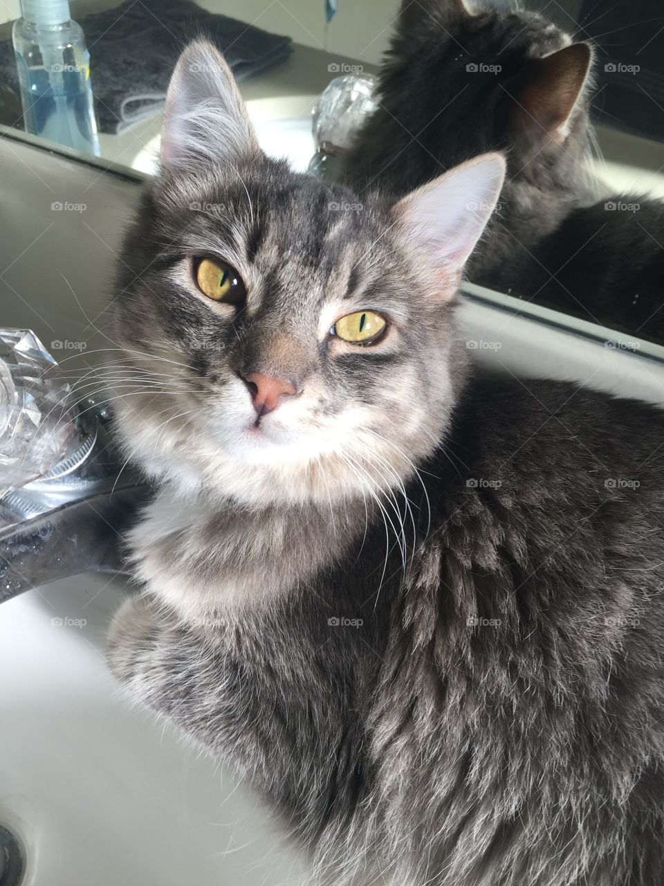 WCloseup of beautiful gray tabby cat with green eyes laying down next to a mirror