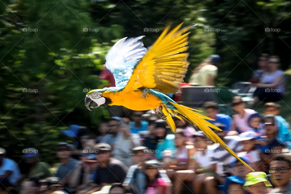 Colorful parrot is flying over the people