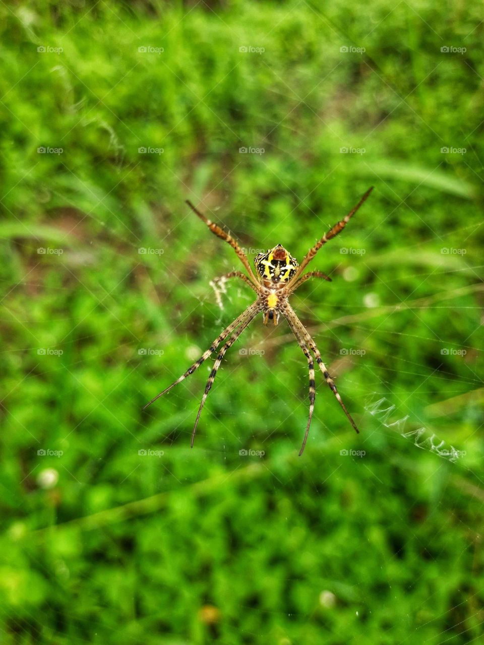 A photo of a spider from the underside of a spider web in sri lanka