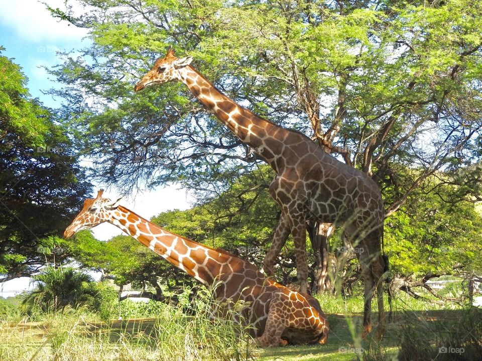 giraffes family in the Zoo 