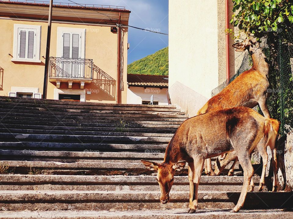 group of deer around in the town of Villalago (Abruzzo)