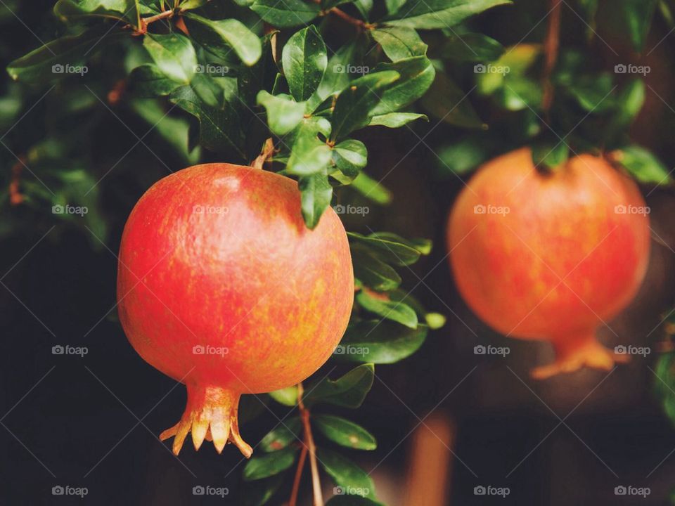 Pomegranate tree