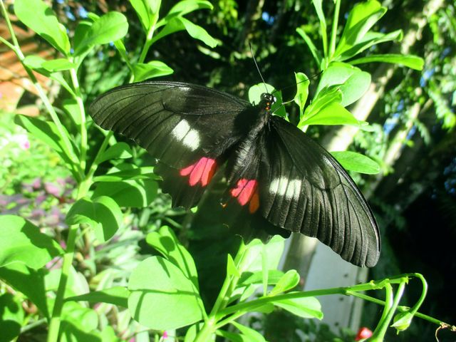Ruby spotted swallowtail butterfly