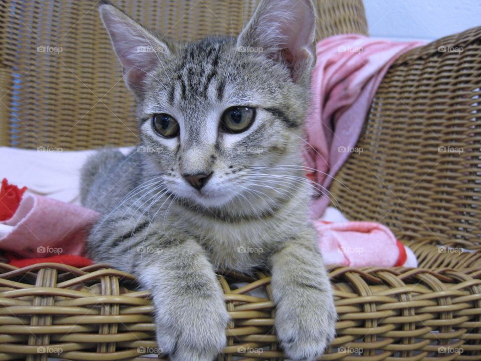 Pretty Tabby. Shelter cat