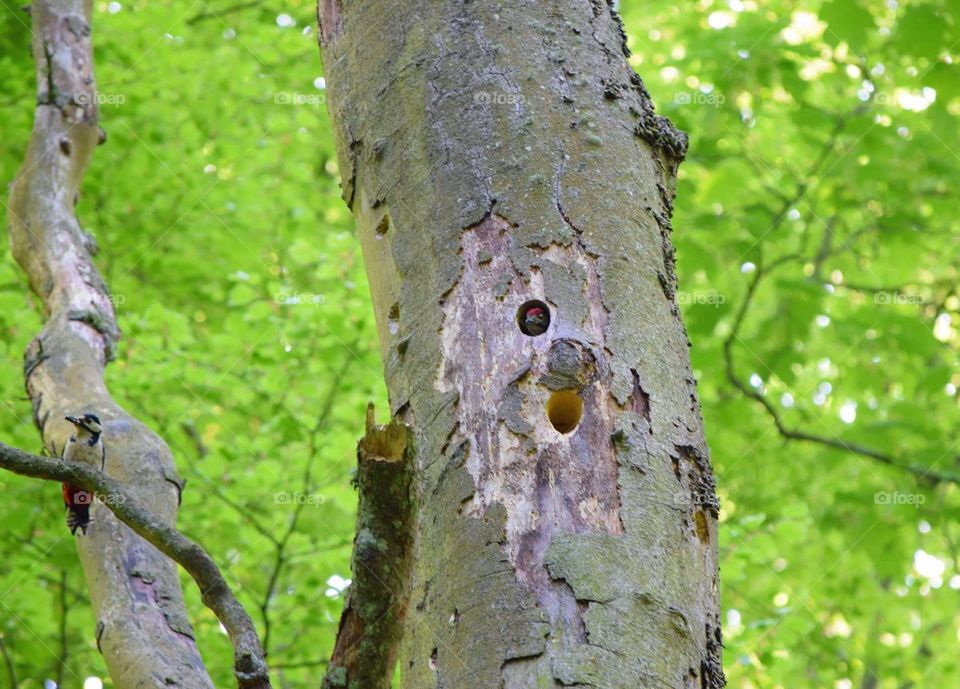 Woodpecker returning to the nest