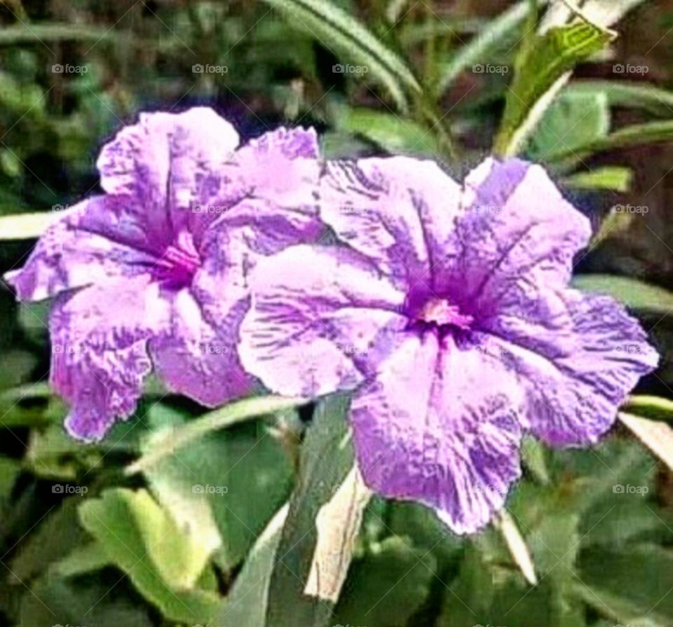 most beautiful and attractive flowers in the garden.