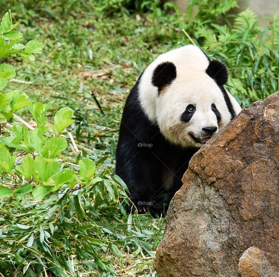 Tian Tian