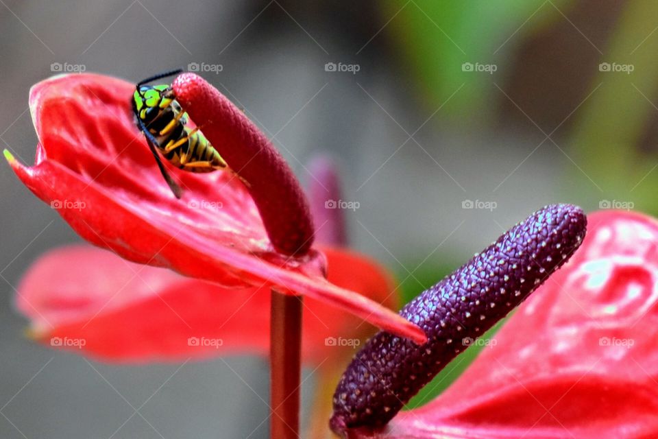 Red flower