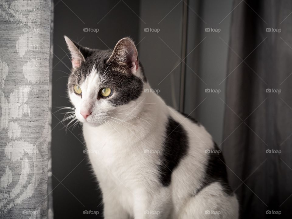 Gray and white cat illuminated by the window
