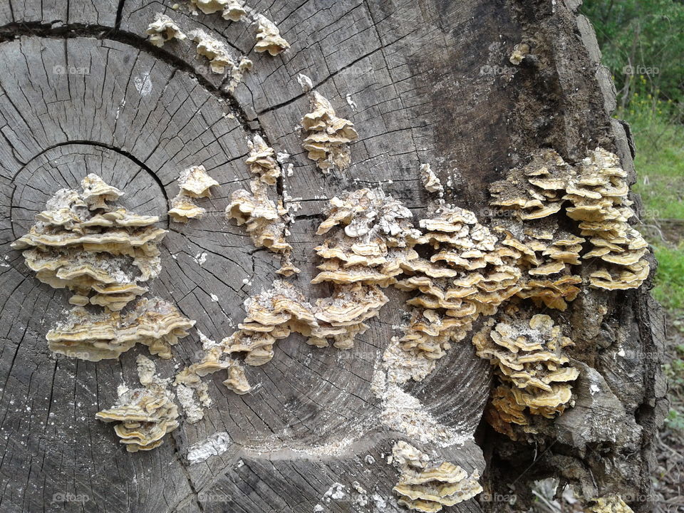 Tree, Wood, Nature, Bark, Trunk