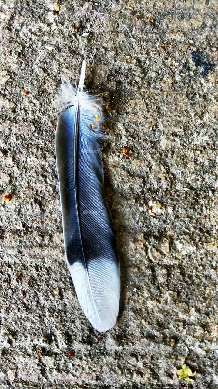 feather. Bird. Concrete. pigeon. A pigeon feather laying on the concrete.