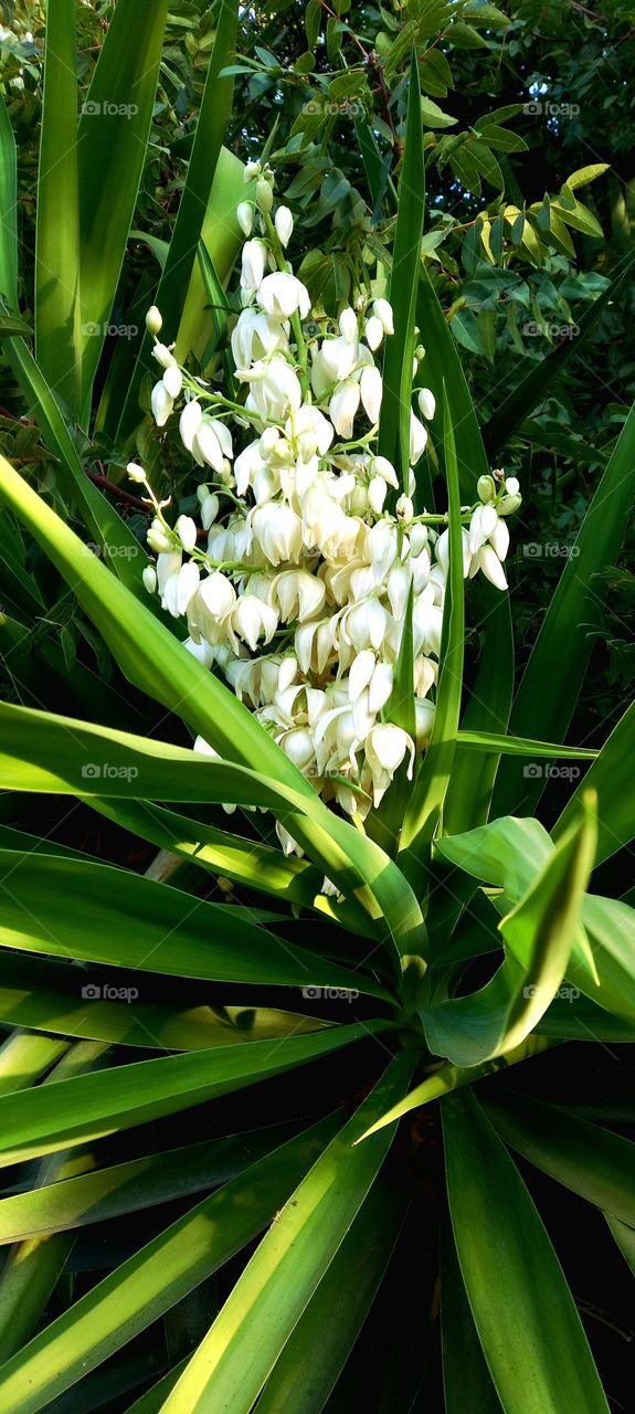 Yucca gloriosa