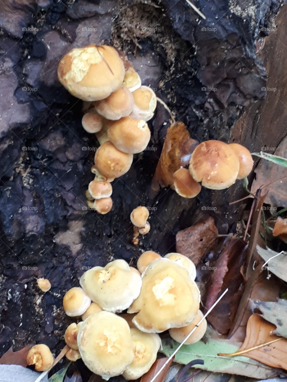 Fungus, Mushroom, Food, No Person, Wood