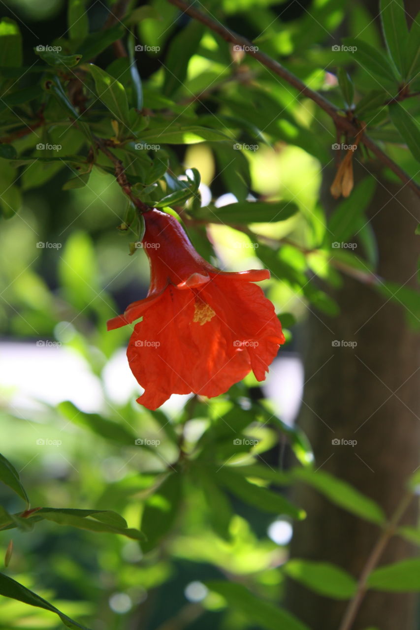 4 days later, same coral flower blooming on pomegranate fruit tree 