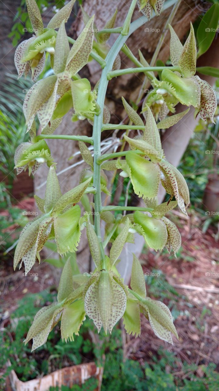 Flores de Orquídea.
