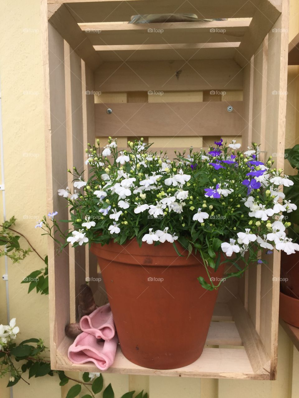 White lobelia in terracotta pot on a shelf