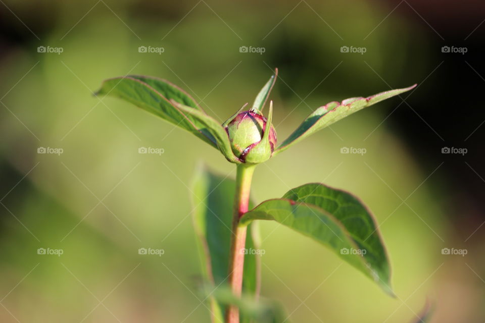 Peony Bud