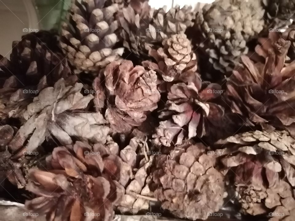Pine cones.