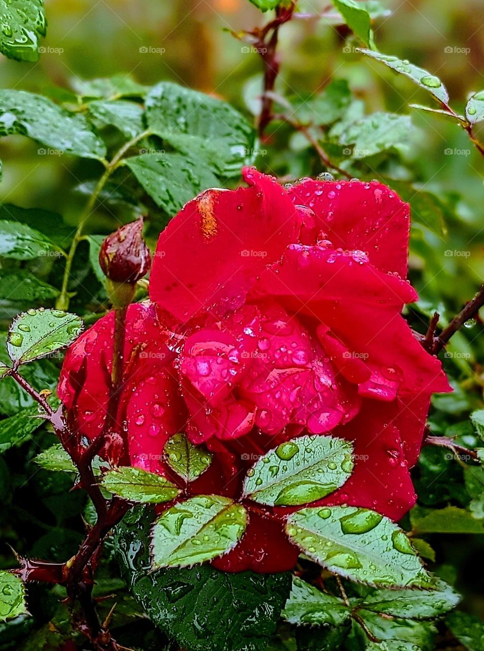 Red rose