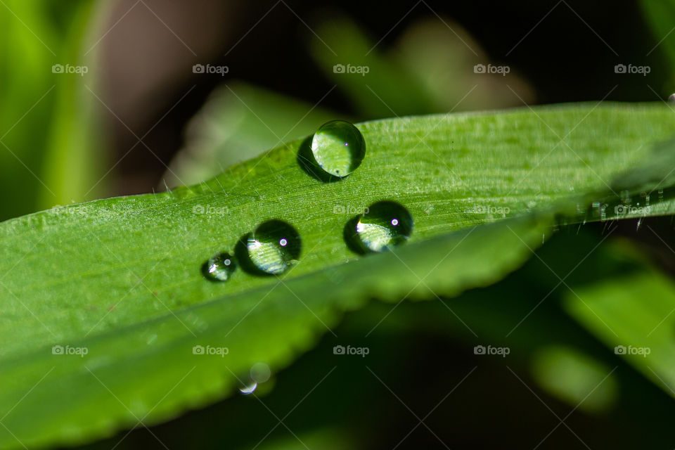 dew drops on a blade of grass