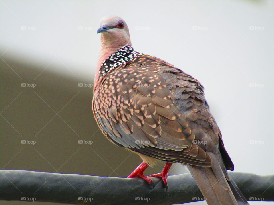 The spotted dove or (spilopelia chinensis) or mountain dove or pearl-necked dove or lace-necked dove or spotted turtle-dove.