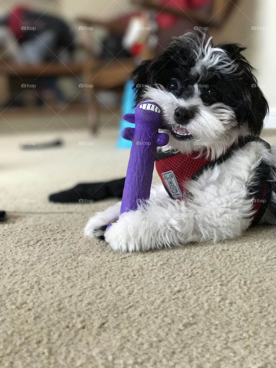 Little Scamp the Havanese cheesin’ with his favorite squeaky toy in a suburban home. 