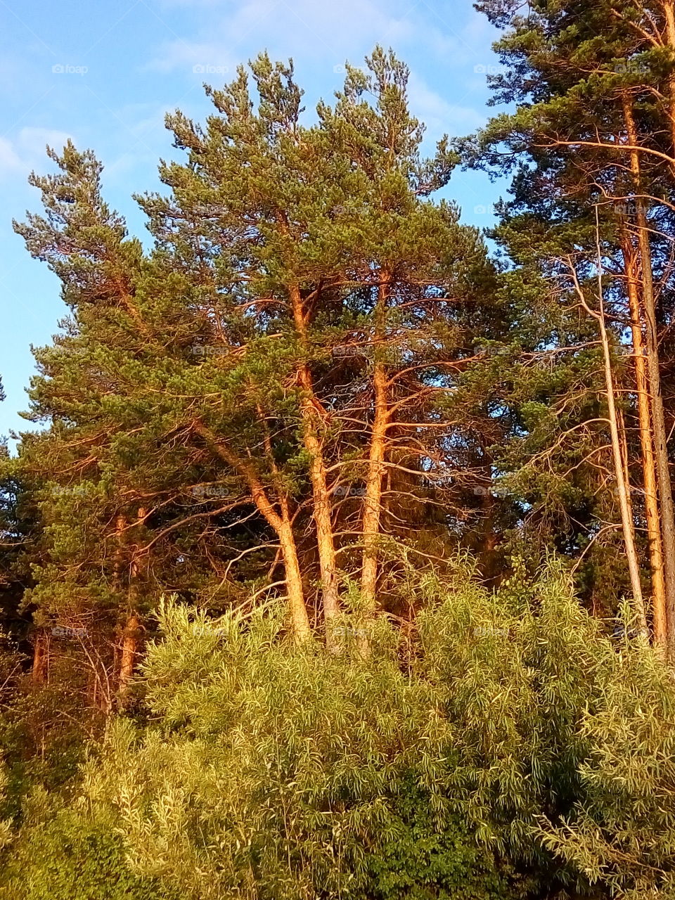 сосны.лес.небо.кусты.