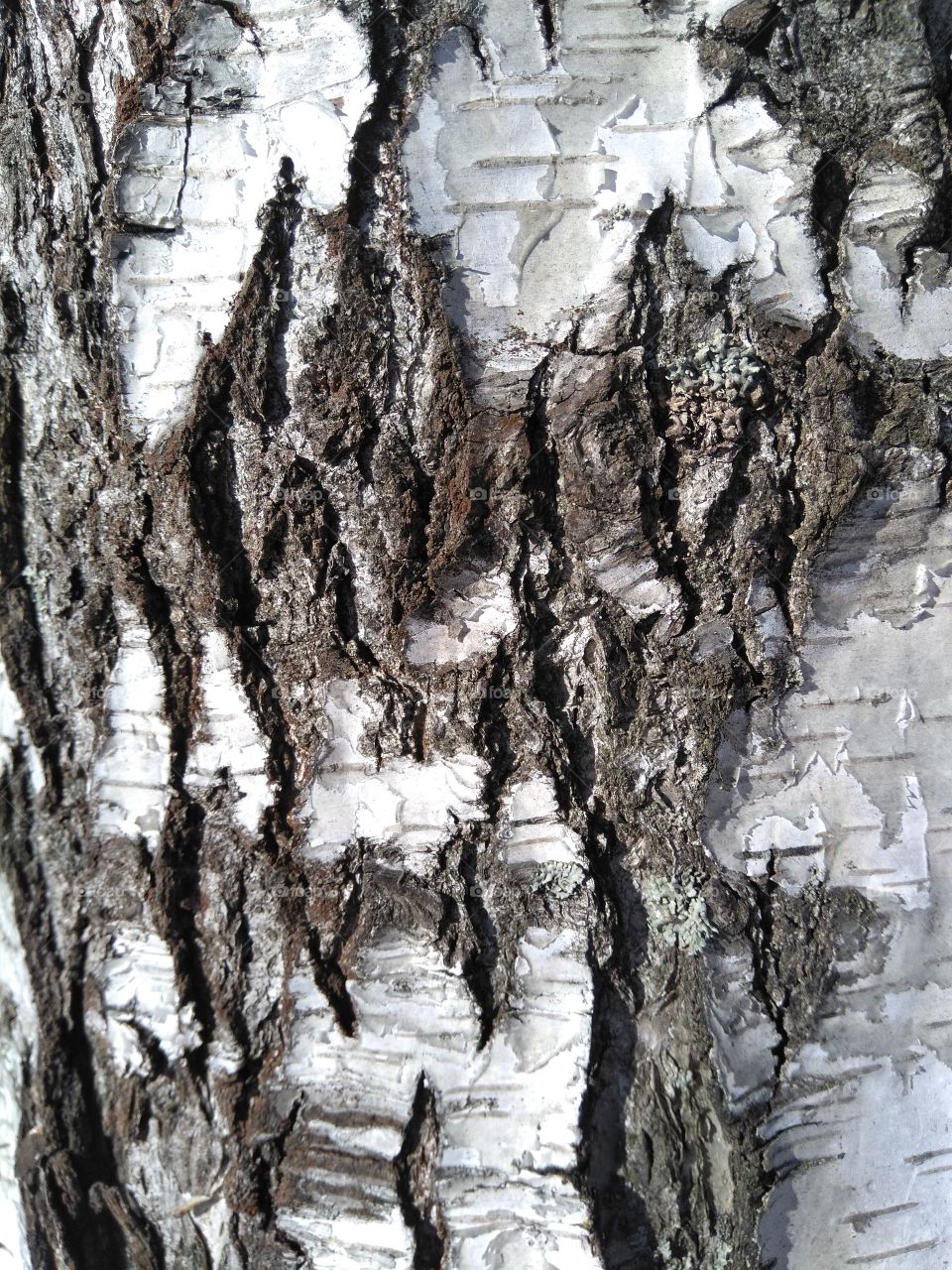 birch tree bark texture background