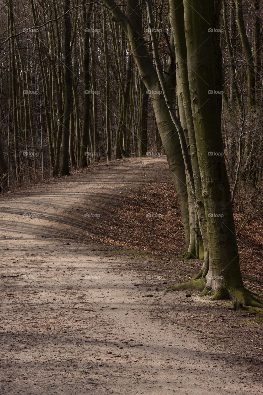 Walking Path Between Trees in Spring Park