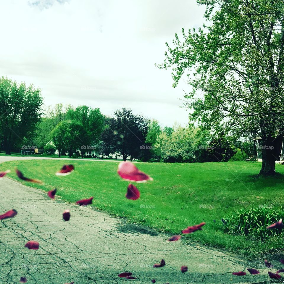 Cherry blossom rain