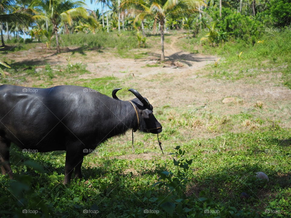 Water Buffalo