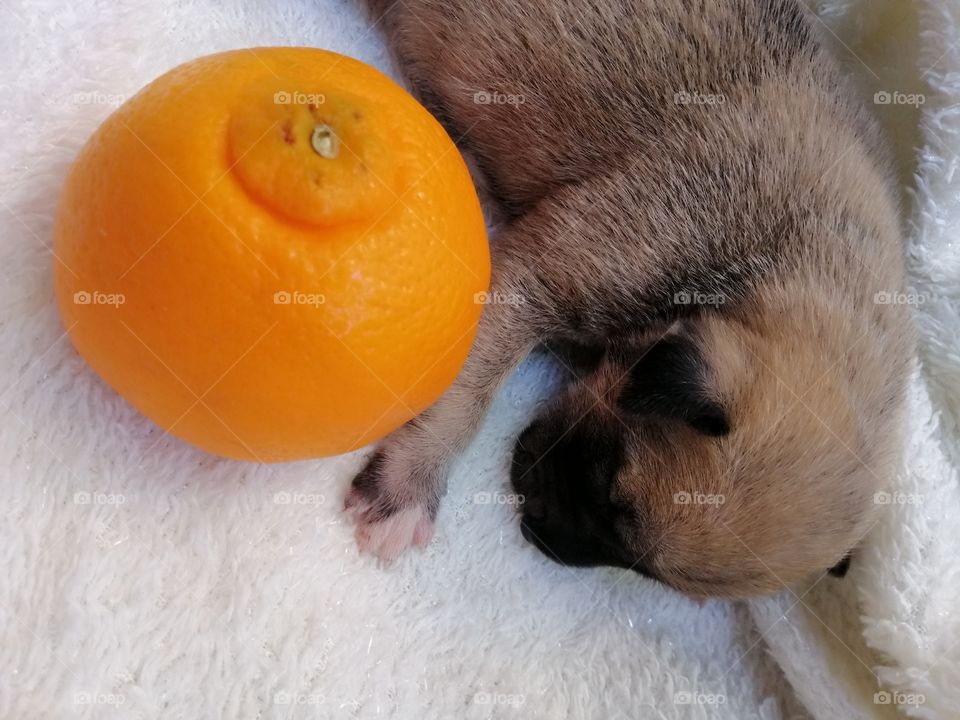 A sleeping 4-day old puppy and an orange fruit