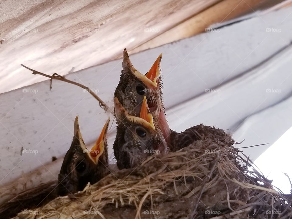 Robins in The Rafters